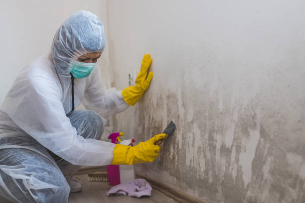 Best Commercial Mold Inspection  in Tooele, UT