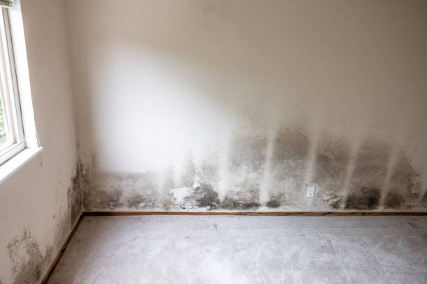 Tooele, UT Mold Removal Company